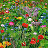 To rebuild this habitat, proper knowledge of the best wildflowers for native bees is required. 1