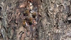 You could be looking at a large limb crashing down on your house. Closeup Of Honey Bees In Stock Footage Video 100 Royalty Free 32754334 Shutterstock