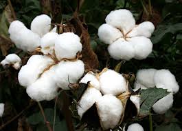 Image result for Gossypium