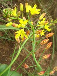 Image result for Eriospermum mackenii