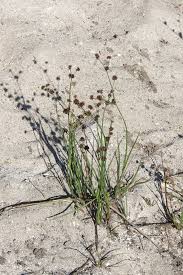Image result for Juncus punctorius