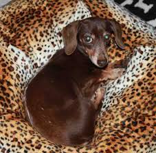 This website contains a comprehensive list of dogs for stud by reputable breeders. Adopt Lahla On Petfinder Losing A Pet Dachshund Love Wiener Dog