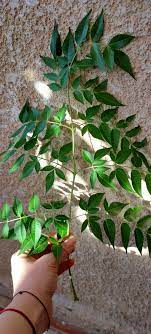 pin by هبة بندق on صور خلفيات plants wallpaper wall
