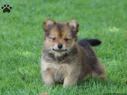 Maybe you would like to learn more about one of these? Yorkie Pom Puppies For Sale Greenfield Puppies