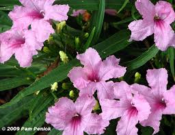 Drought tolerant when established, in. Tough Enough Plants Digging