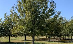 Tx (tsu) tyler / east tx (etx) waco, tx (wco. Lone Star Trees Wholesale Grower And Supplier Of Farm Grown Texas Trees