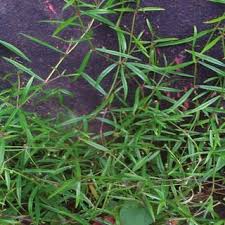 Image result for Oldenlandia geophila