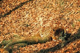 Mar 20, 2017 · jaguars and the common frog are two examples of animals with this disruptive coloration. Reed Bio 342