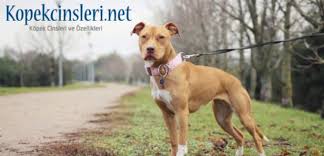 pitbull nasil bir kopektir ozellikleri nelerdir