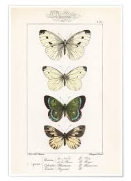Premium Poster Chart Of Butterflies