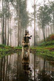 Tumblr Anjing Husky Anjing Hewan