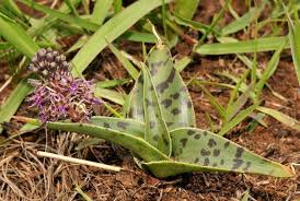 Image result for Ledebouria revoluta