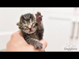 2019 What A Year Youtube Tiny Kitten Feral Cats Kittens