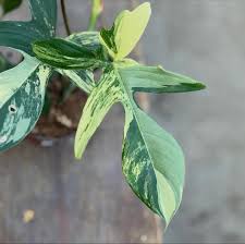 Image result for Selago albomarginata