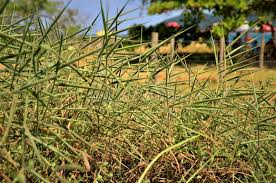 Image result for Melinis minutiflora