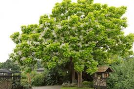 Image result for Catalpa