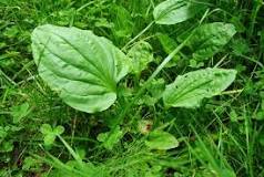 How to use plantain herb for common ailments - Farm and Dairy