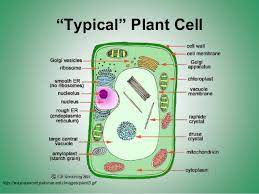 Chloropolasts which are only found in plant cells. Cell Organelles