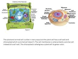 Animal cell functions are solely dependent on the organelles and structures associated with the cell. A Cell Is Like A Car Because A Car Has Many Different Parts And Works The Same Way Ppt Download