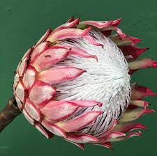 King Protea Just Spectacular In Colour Form Dries Out Beautifully Over Time Too We Go To The Markets 3 Times A Week To Sel Protea King Protea Color