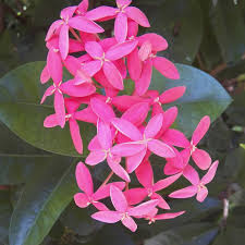 Image result for Laggera elatior