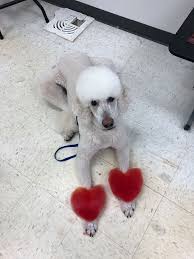 Opawz Permanent Dye For Dog And Horse In 2020 Dog Hair Dye Creative Grooming Dog Haircuts