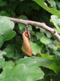 Image result for Enteucha acetosae