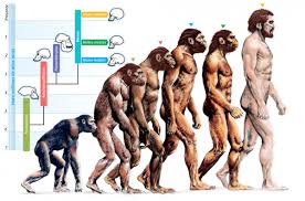 Queste scoperte derivano da un'analisi di una placca dentale indurita rimasta sui dei denti trovati con 5 campioni di uomo di neanderthal che sono. L Evoluzione Dell Uomo I Nostri Antenati 3Âª Parte Stampa Reggiana