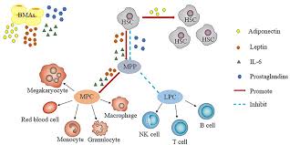 Bone diseases will present themselves in different ways in a dog's gait. Frontiers Bone Marrow Fat And Hematopoiesis Endocrinology