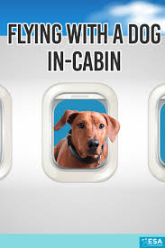 Maybe you would like to learn more about one of these? Flying With A Dog In Cabin Esa Doctors