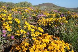 Image result for Hirpicium