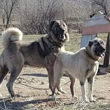 Pin On Animals