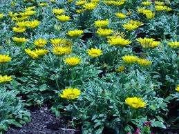 Image result for Hirpicium gazanioides