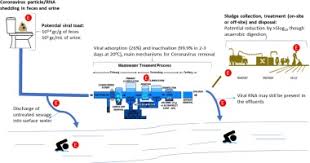 Coronaviruses In Wastewater Processes Source Fate And Potential Risks Sciencedirect