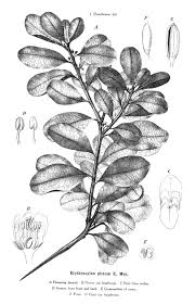 Image result for Aneulophus