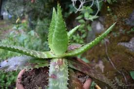 Aloe vera leaves, particularly in the innermost layer, are abundant with water, so it helps to hydrate the skin and. 20 Different Types Of Aloe Plants Garden Lovers Club