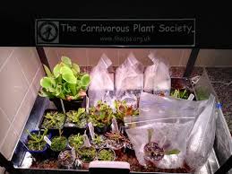 Maybe you would like to learn more about one of these? Ikea Led Grow Lights Vaxer Terraria Cultivation Equipment Carnivorous Plants Uk