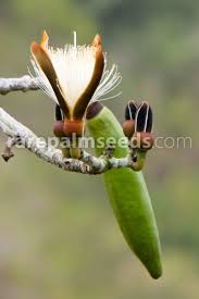 Image result for Pseudobombax