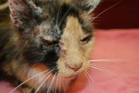 Pemphigus foliaceus in cats is an autoimmune disease that attacks a feline's head, specially its ears. Pemphigus Foliaceus Mspca Angell