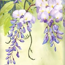 Wisteria Watercolor Flowers Paintings Flower Painting Flower Art