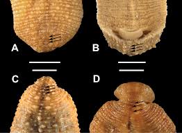 Image result for Gilgiochloa indurata