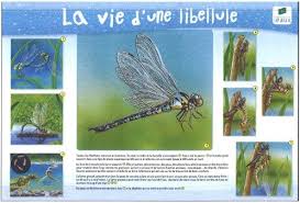 Écritures, histoire de l'église, saints et témoins de la foi. Site De La Stephanoise Des Eaux Apprendre En S Amusant La Mare Pedagogique Education Fiches Les Petites Betes