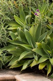Image result for Agave attenuata