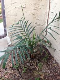 Image result for Chamaedorea radicalis