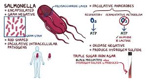 The two species of salmonella are salmonella enterica and salmonella bongori. Salmonella Non Typhoidal Osmosis