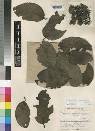 Image result for Globimetula