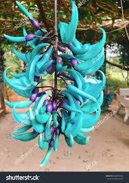 Image result for Strongylodon macrobotrys