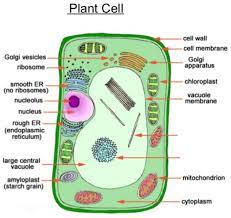 Each organelle has a specific function to help keep the cell alive. Revision Notes For Science Chapter 8 Cell Structure And Functions Class 8th Askiitians