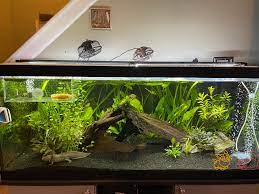 Axolotl fish tank