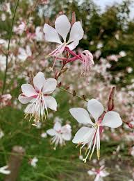 Image result for Oenothera lindheimeri